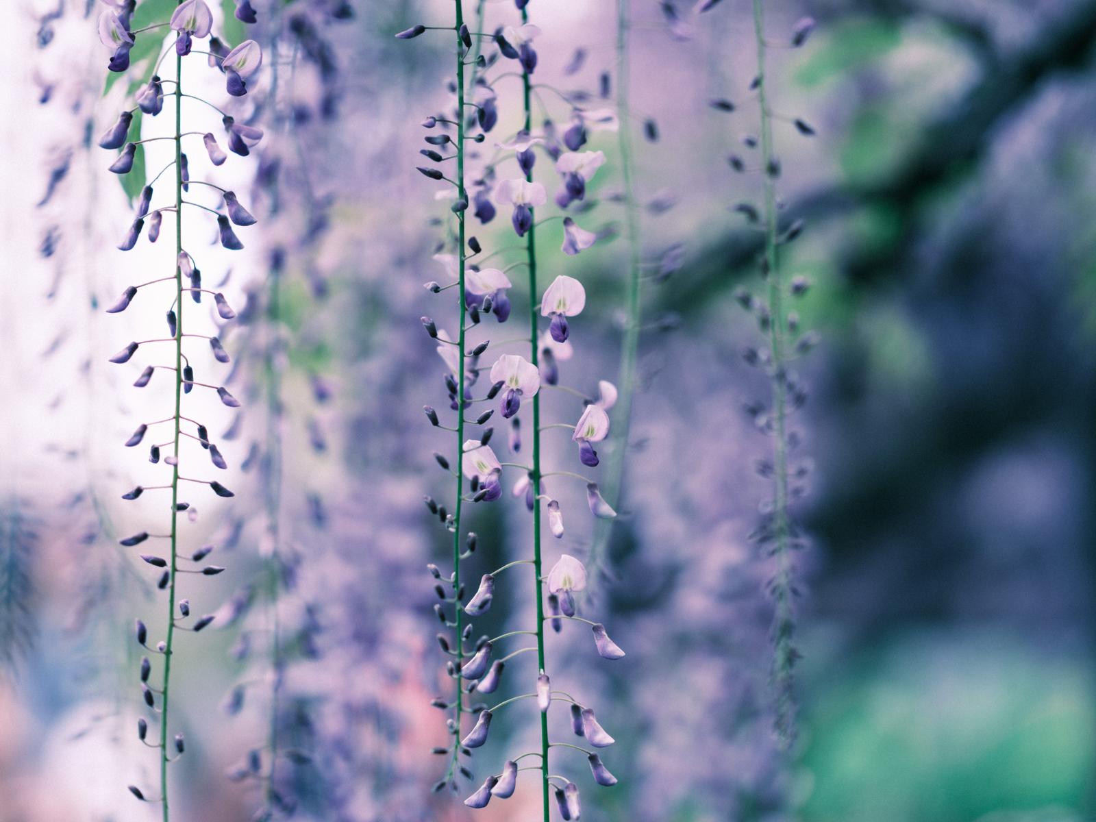 薄紫色の藤の花房が垂れ下がっている春の庭園の様子
