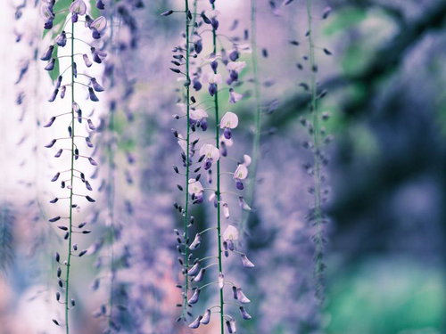 薄紫色の藤の花が垂れ下がる春の庭園風景