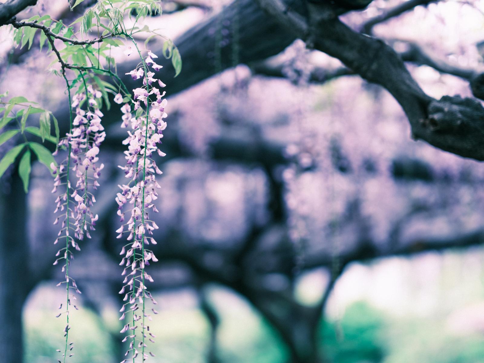 垂れ下がる薄紫の藤の花房と背景の桜並木