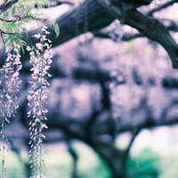 垂れ下がる薄紫の藤の花房と桜並木の背景の写真