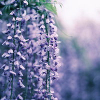 満開の藤棚に咲く薄紫の藤の花と春の庭園風景の写真