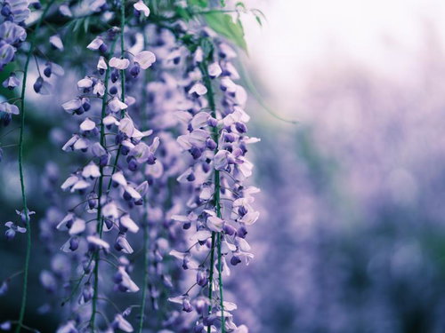 満開の藤棚に咲く薄紫の藤の花と春の庭園風景