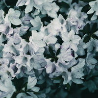 白ツツジの花が咲く庭木の紫筋が入った白い花の写真