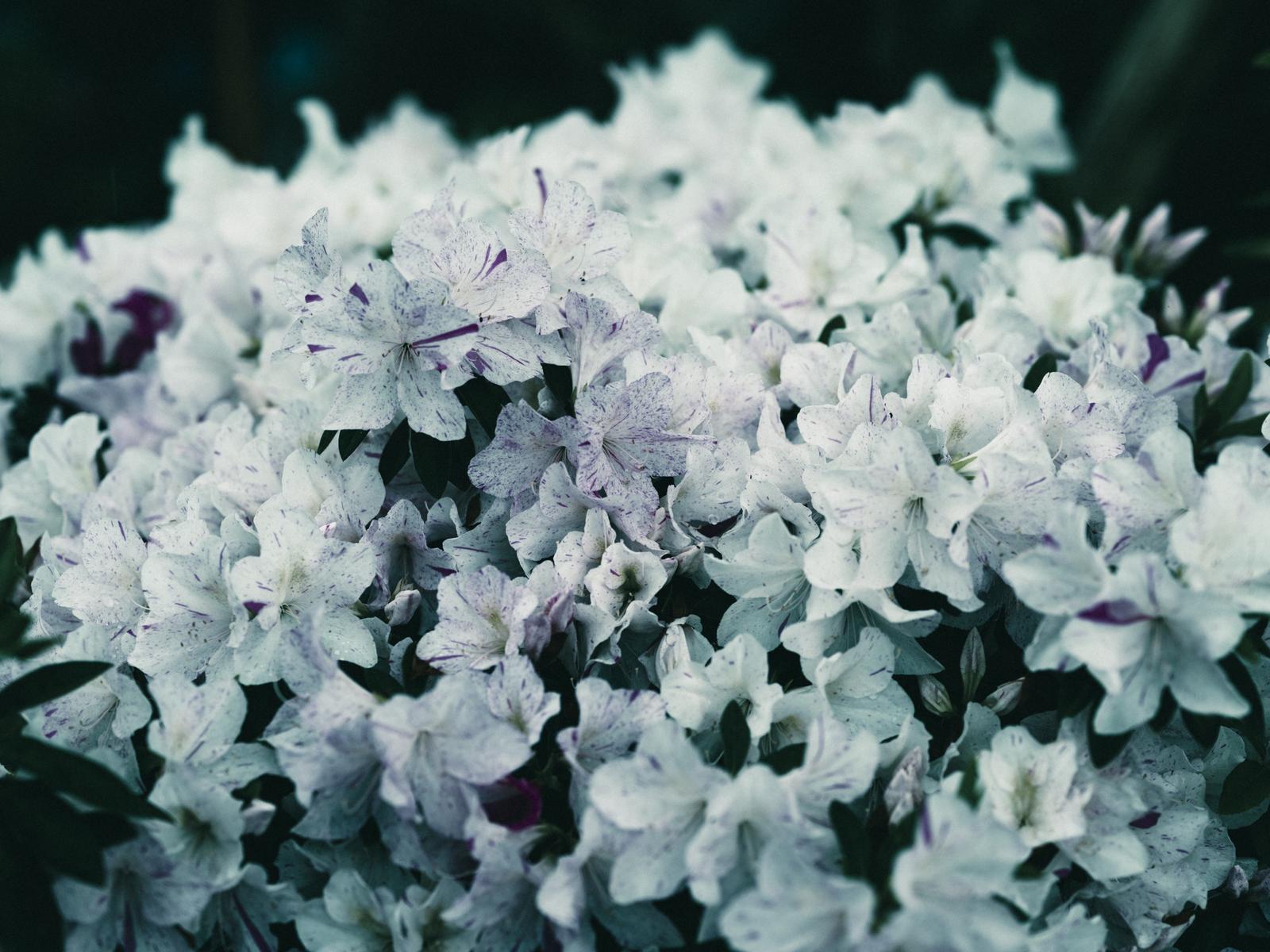 紫の筋が入った白いツツジの花が密集して咲いている