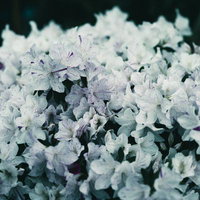 紫の筋が入った白いツツジの花の写真