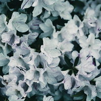 白いツツジが満開に咲く春の庭園の写真