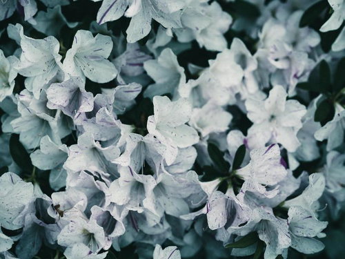 白いツツジが満開に咲く春の庭園