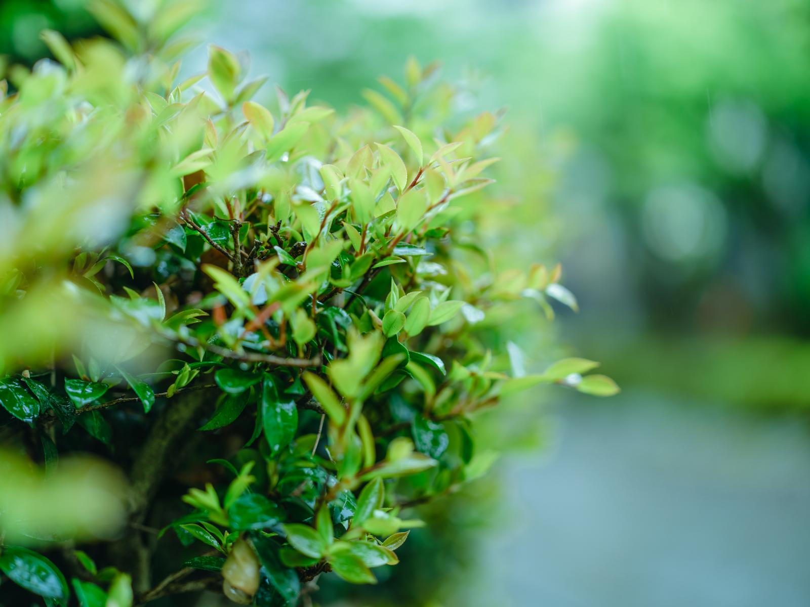 雨に濡れた庭木の新芽と若葉が密集している