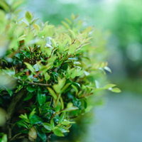 雨上がりの庭木に光る新芽の写真