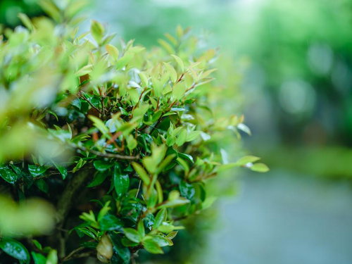 雨上がりの庭木に光る新芽