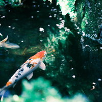 日本庭園の池で泳ぐ錦鯉と水草の風景の写真