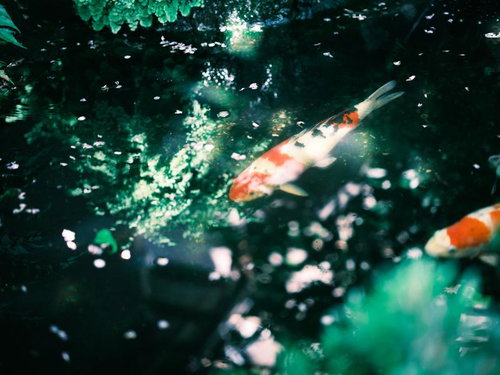 日本庭園の池でゆったり泳ぐ赤白い錦鯉の群れ