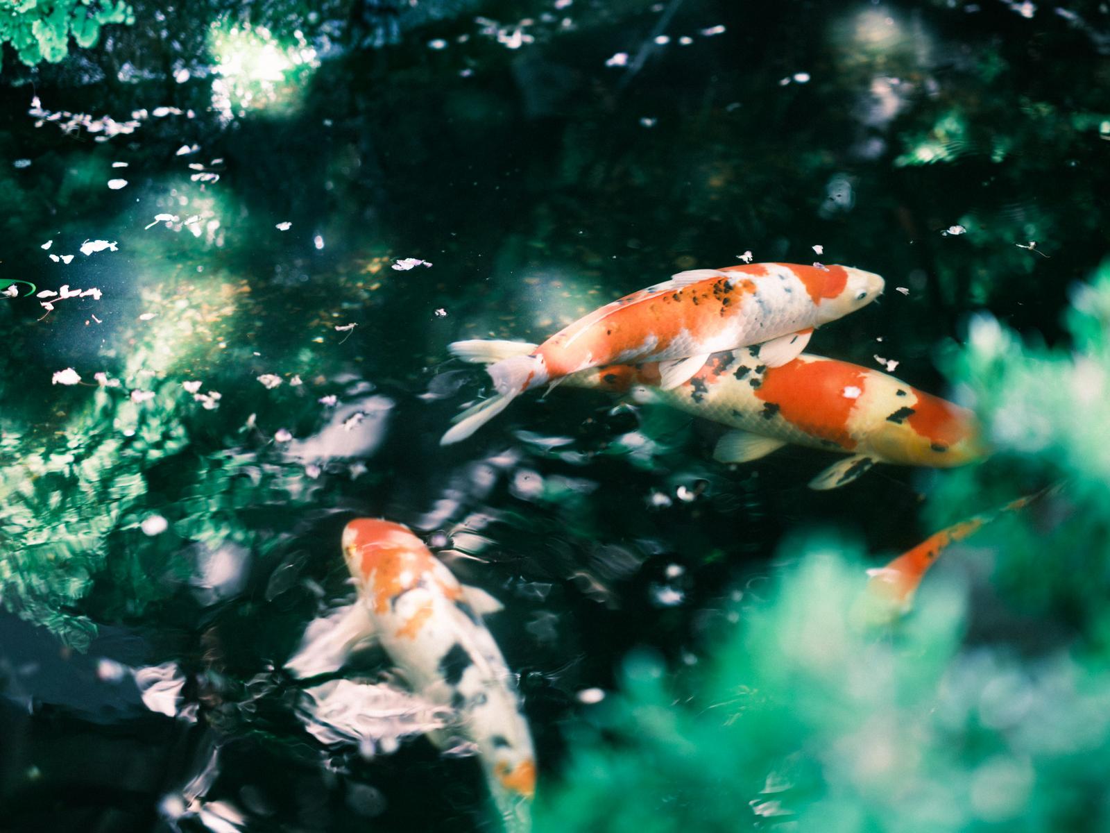 日本庭園の池で泳ぐオレンジ白色の錦鯉と水草