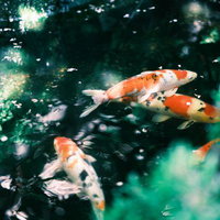 日本庭園の池を泳ぐ錦鯉の観賞風景の写真