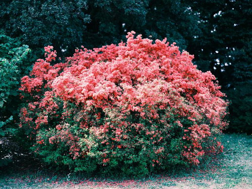 庭木のツツジが満開に咲き誇る春の季節