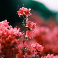 ツツジの開花時期に咲く満開のピンクの花と群生する庭園の写真