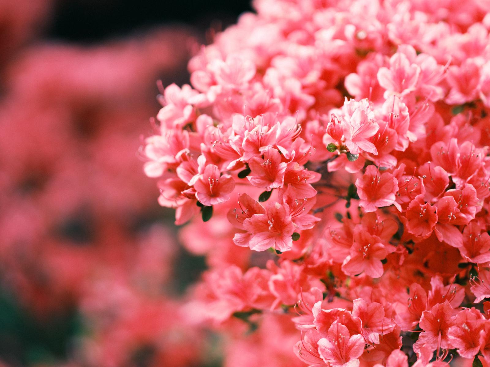 ピンク色のツツジの花が密集して咲いている春の開花風景