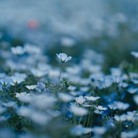 青い花と白い花が咲き乱れるネモフィラの花畑の写真