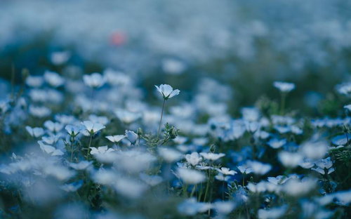 青い花と白い花が咲き乱れるネモフィラの花畑