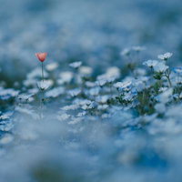 白い花畑に咲くピンクのネモフィラ、春の草花の群生の写真