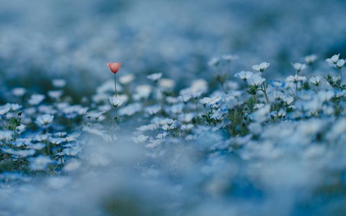 白い花畑に咲くピンクのネモフィラ、春の草花の群生