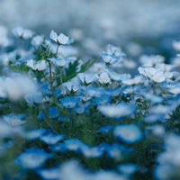 満開の芝桜が咲き誇る春の風景の写真