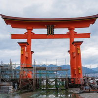 保全修理中の厳島神社・大鳥居と工事用足場の写真