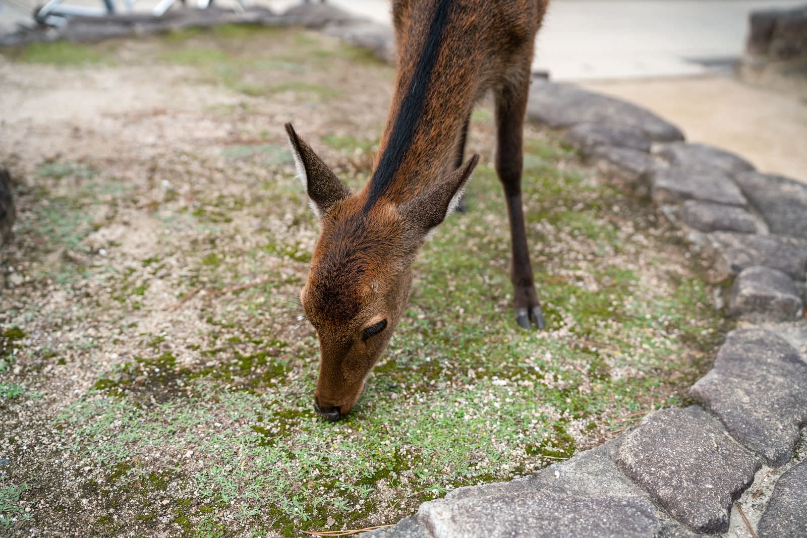 A brown deer eating grass at Itsukushima Shrine