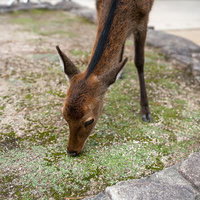 厳島神社で食事中の鹿の写真