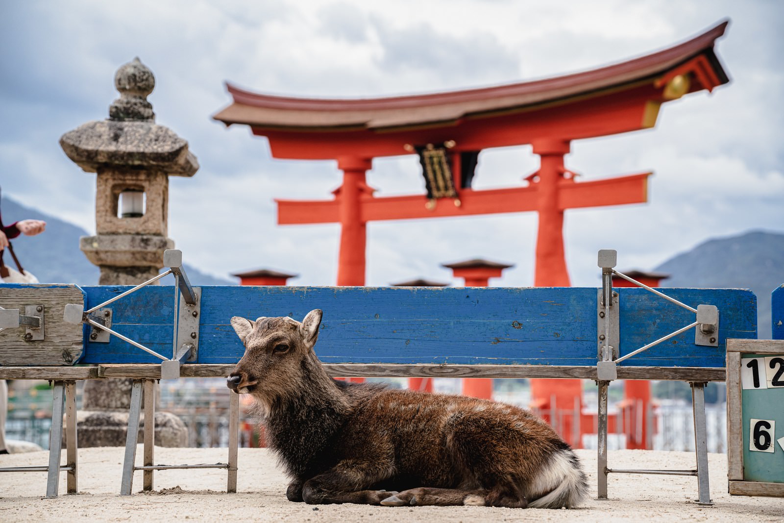 厳島神社の朱色の大鳥居を背景に座って休憩している鹿