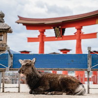 厳島神社の大鳥居の前で休憩中の鹿の写真