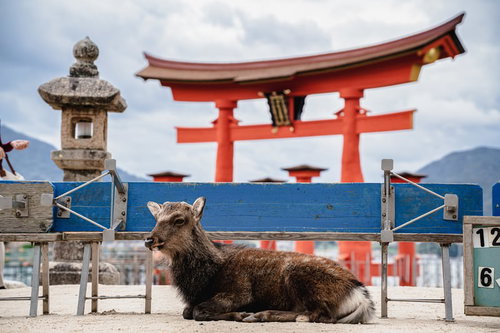 厳島神社の大鳥居の前で休憩中の鹿