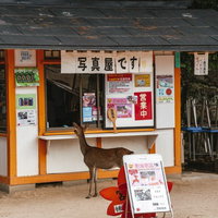 写真屋を覗き込む鹿（宮島）の写真