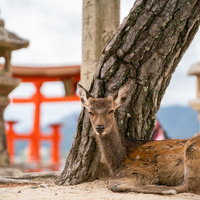 厳島神社の木の下で休憩する鹿、虚ろな目で遠くを見つめるの写真