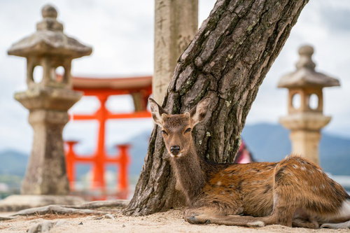厳島神社の木の下で休憩する鹿、虚ろな目で遠くを見つめる