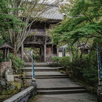 宮島の大本山大聖院の参拝道と樹齢の古い木々に囲まれた石段の風景の写真