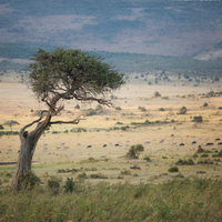 アフリカのサバンナに立つアカシアの大樹と地平線の風景の写真