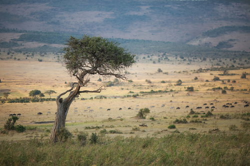 アフリカのサバンナに立つアカシアの大樹と地平線の風景