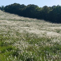 丘陵地帯の木々と風に揺れるすすきの調和の写真