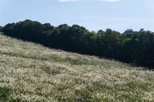 緩やかな斜面を埋め尽くすすすきと緑の木々のコントラスト