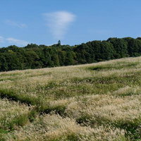 秋の訪れを告げるすすきが広がる草原の写真