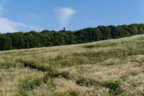 秋の訪れを告げるすすきが広がる草原