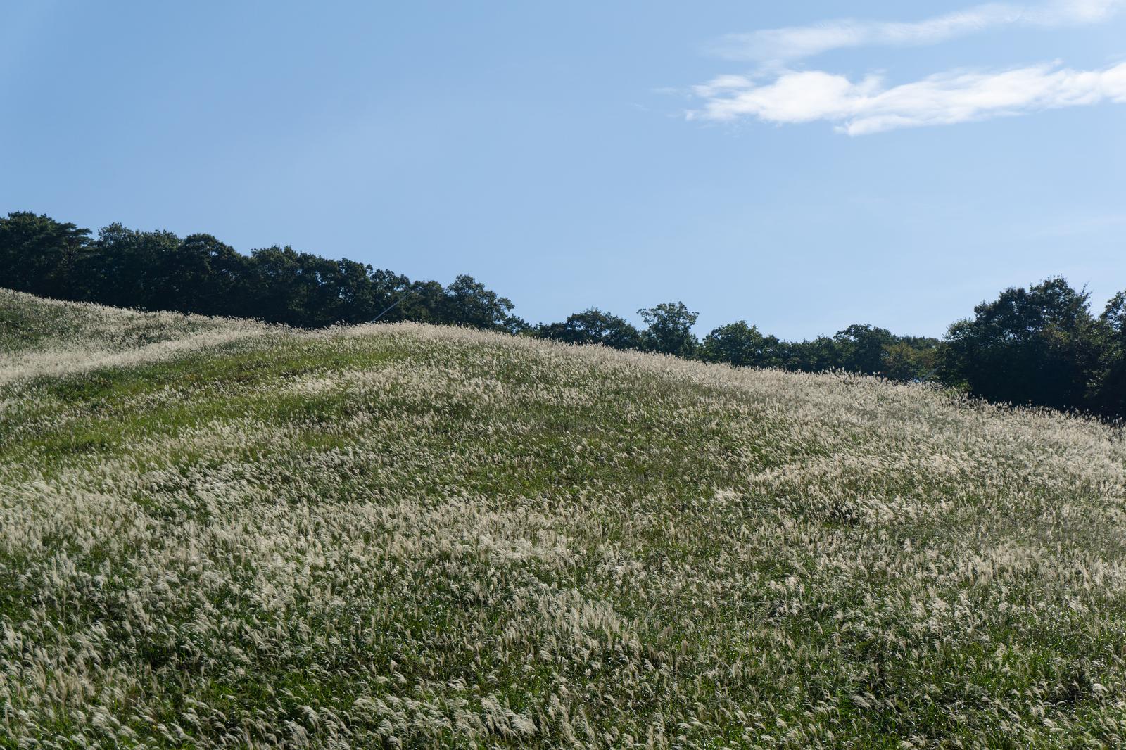 ひるがの高原の丘を覆うススキ