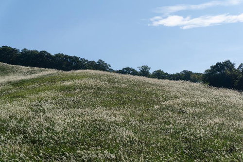秋晴れの空の下風に揺れる丘を覆うすすき