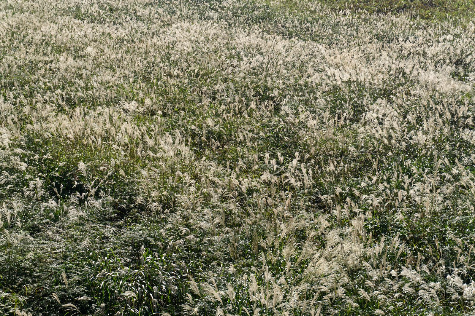 ススキの穂が広がる草原を俯瞰