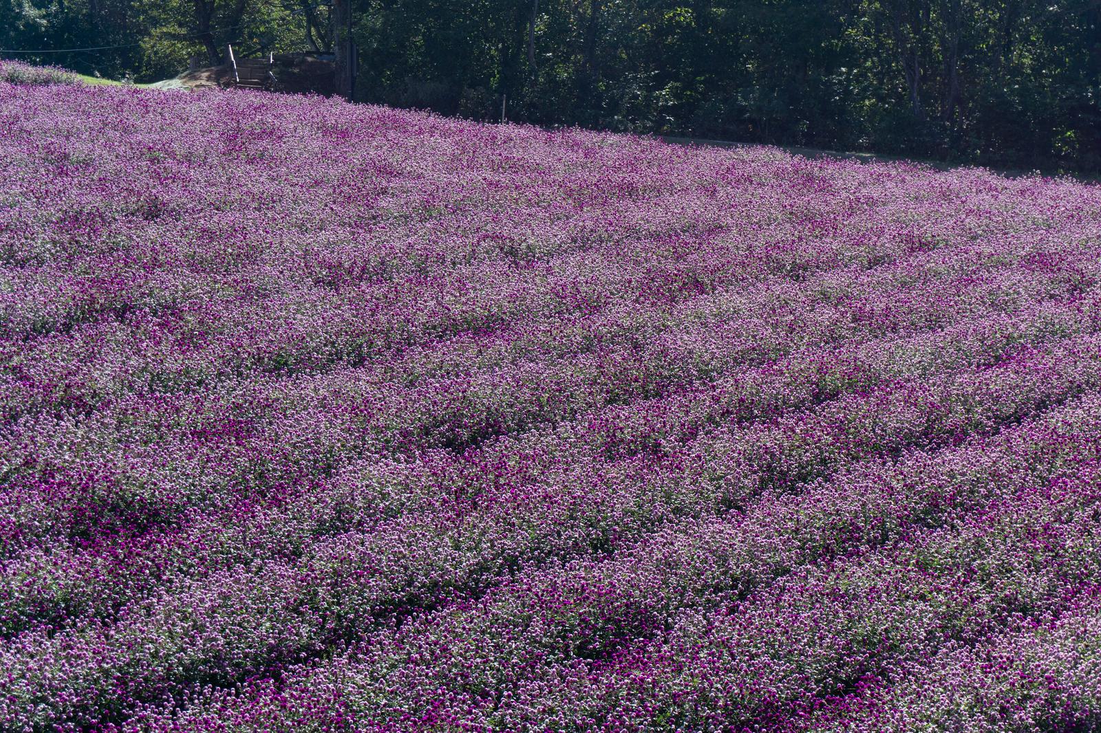 ひるがの高原の丘陵に咲く紫とピンク色の千日紅の花畑