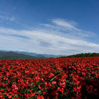 広大なベゴニアの花畑と遠くに見える山並みの写真