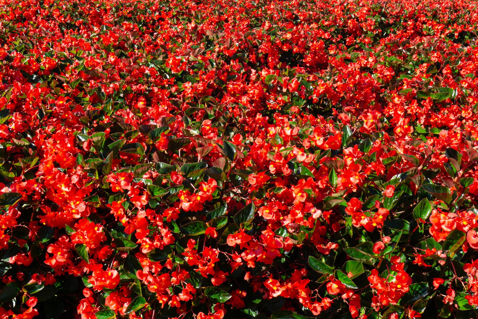ひるがの高原に咲く赤いベゴニアの花畑が一面に広がっている