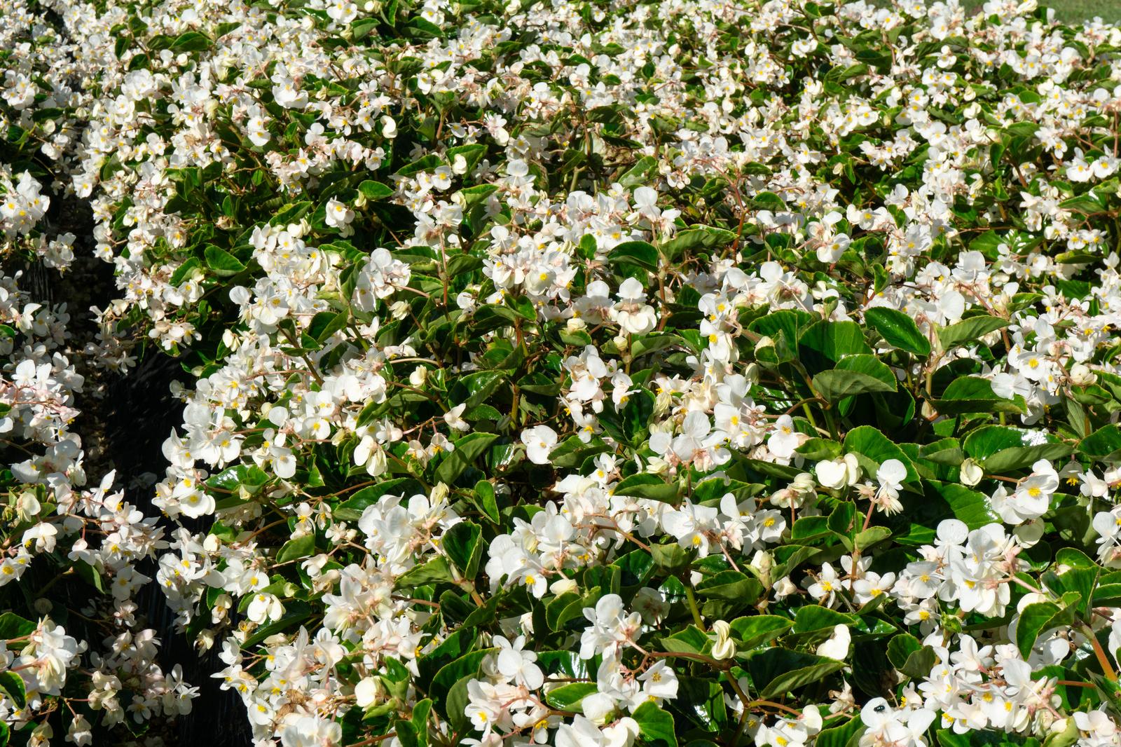 朝露が残るひるがの高原の白いベゴニア花畑