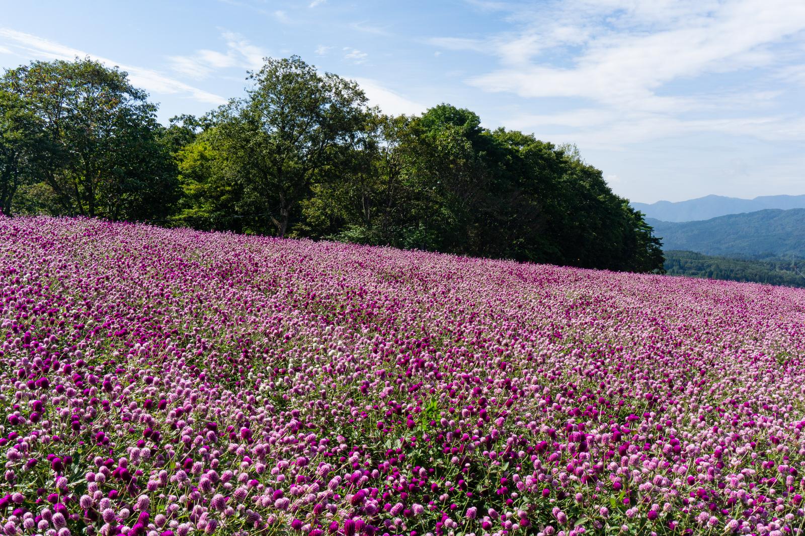 ひるがの高原の丘陵地に咲き誇る紫紅色の千日紅の花畑と背景の山々